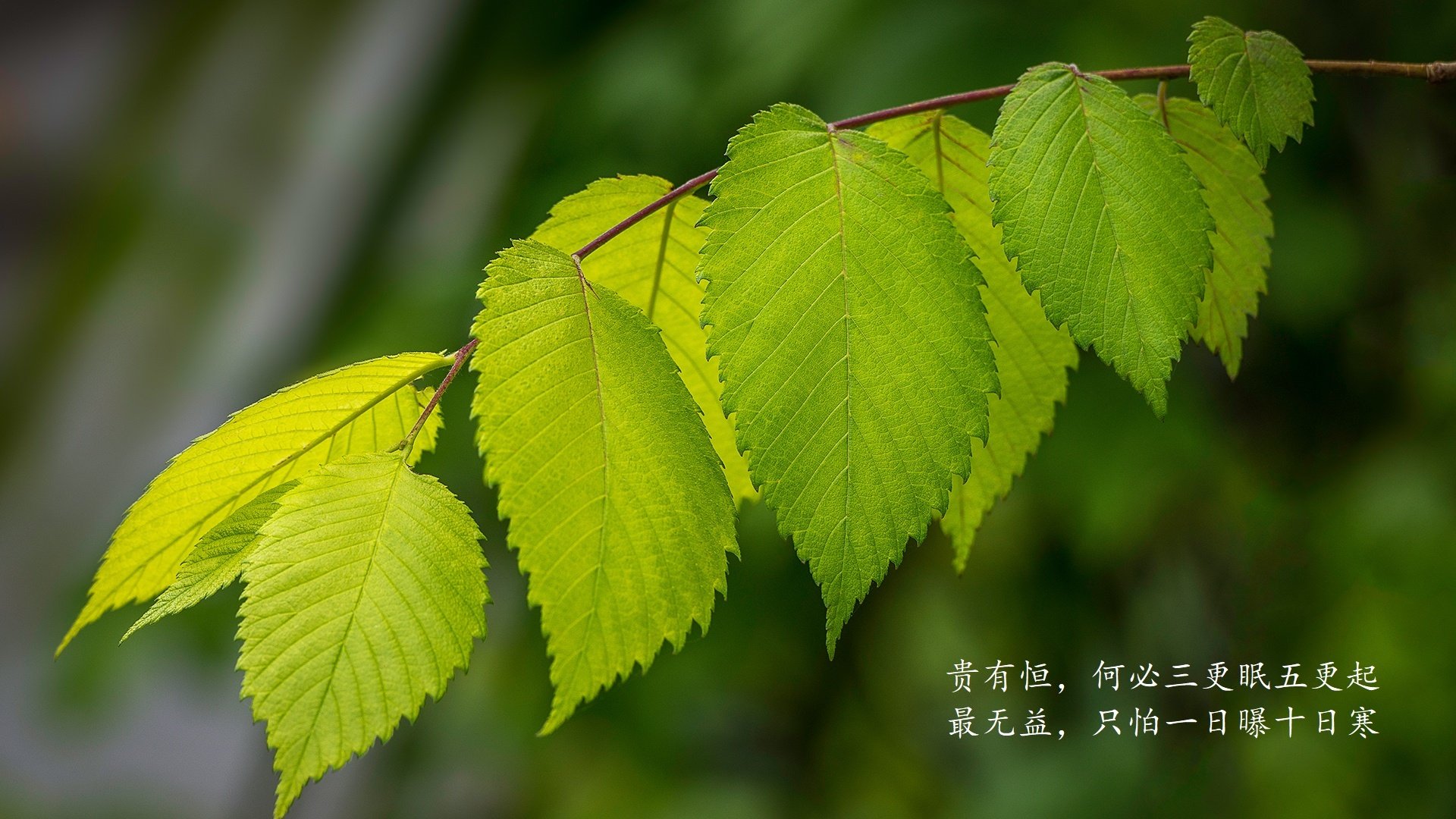 帝国铁骑破敌阵,罗德里戈一剑封喉—罗马战术压制塞内加尔启示录