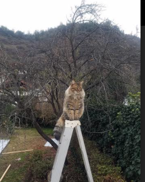 武神临世!太阳碾压尼克斯创纪录,武切维奇三双终结东部黑马