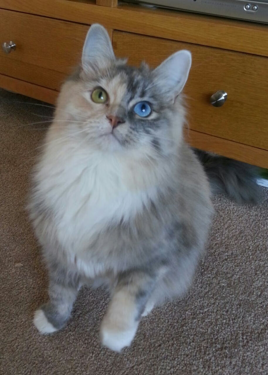 终弯逆袭，上海街道赛中国车队绝地翻盘芬兰神话