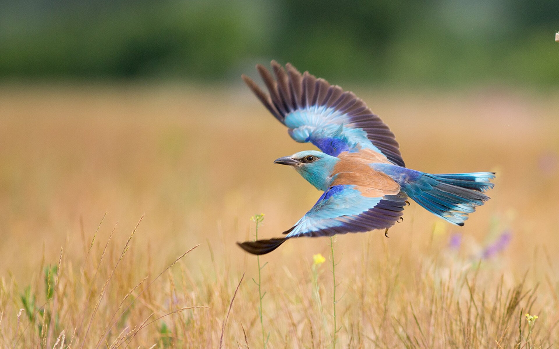跨界传奇之夜,当德甲争冠遇见杜兰特的无解中投