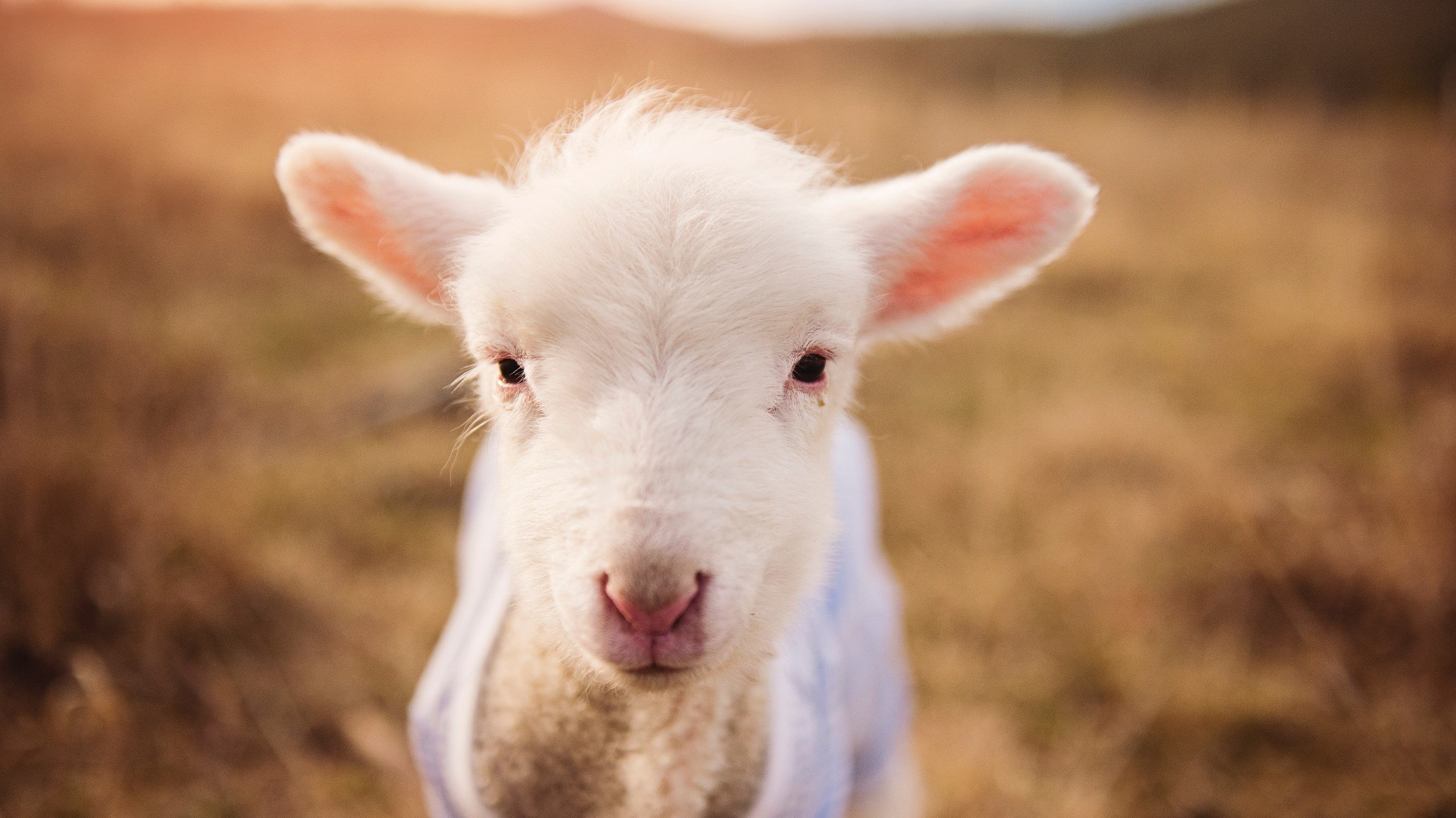 巨人觉醒,武切维奇年度焦点战接管攻防,火箭摧枯拉朽击溃上海