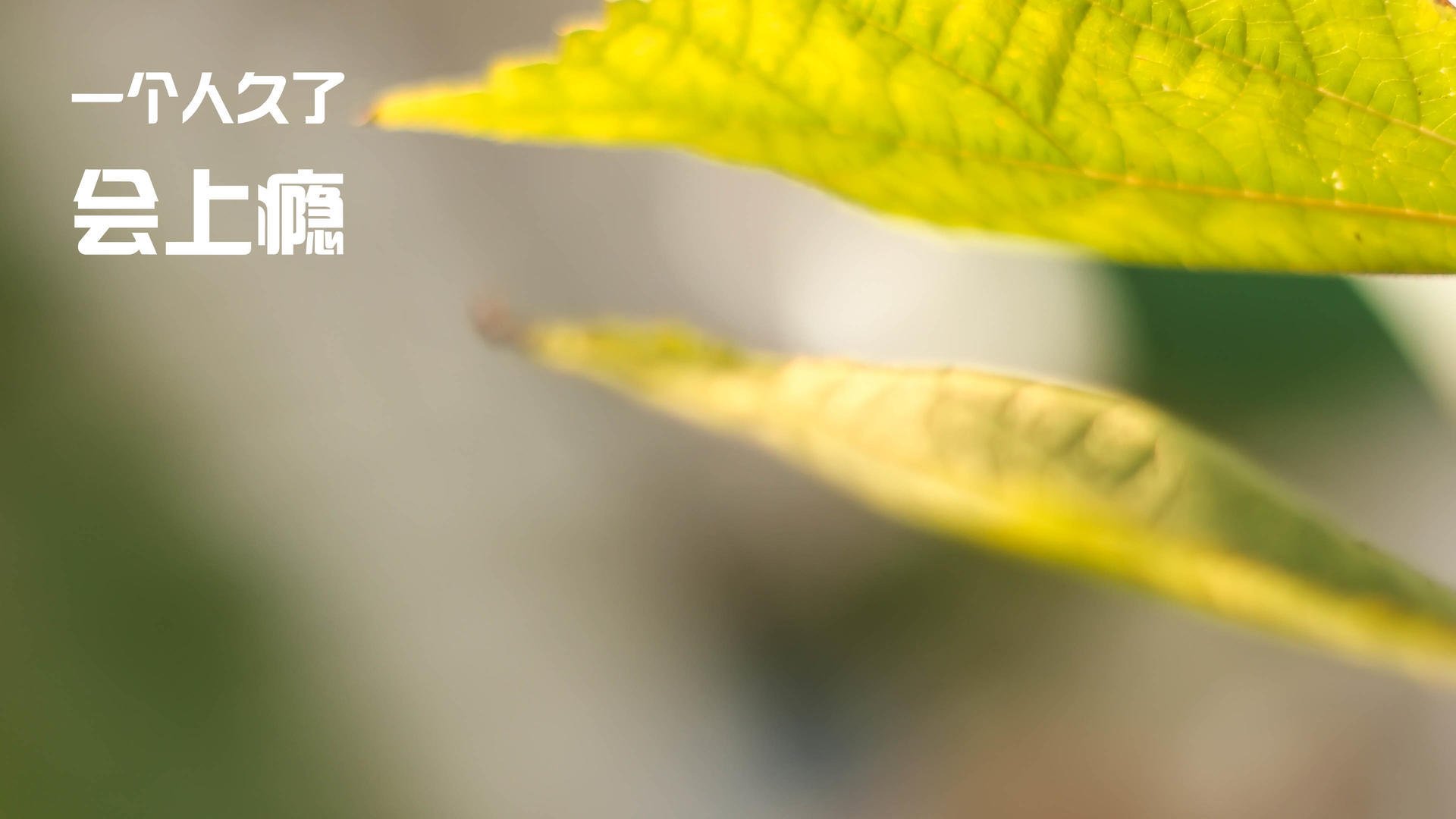 绿茵唯一的答案,当莱万在尼日利亚与卡塔尔之战写下冠军注脚