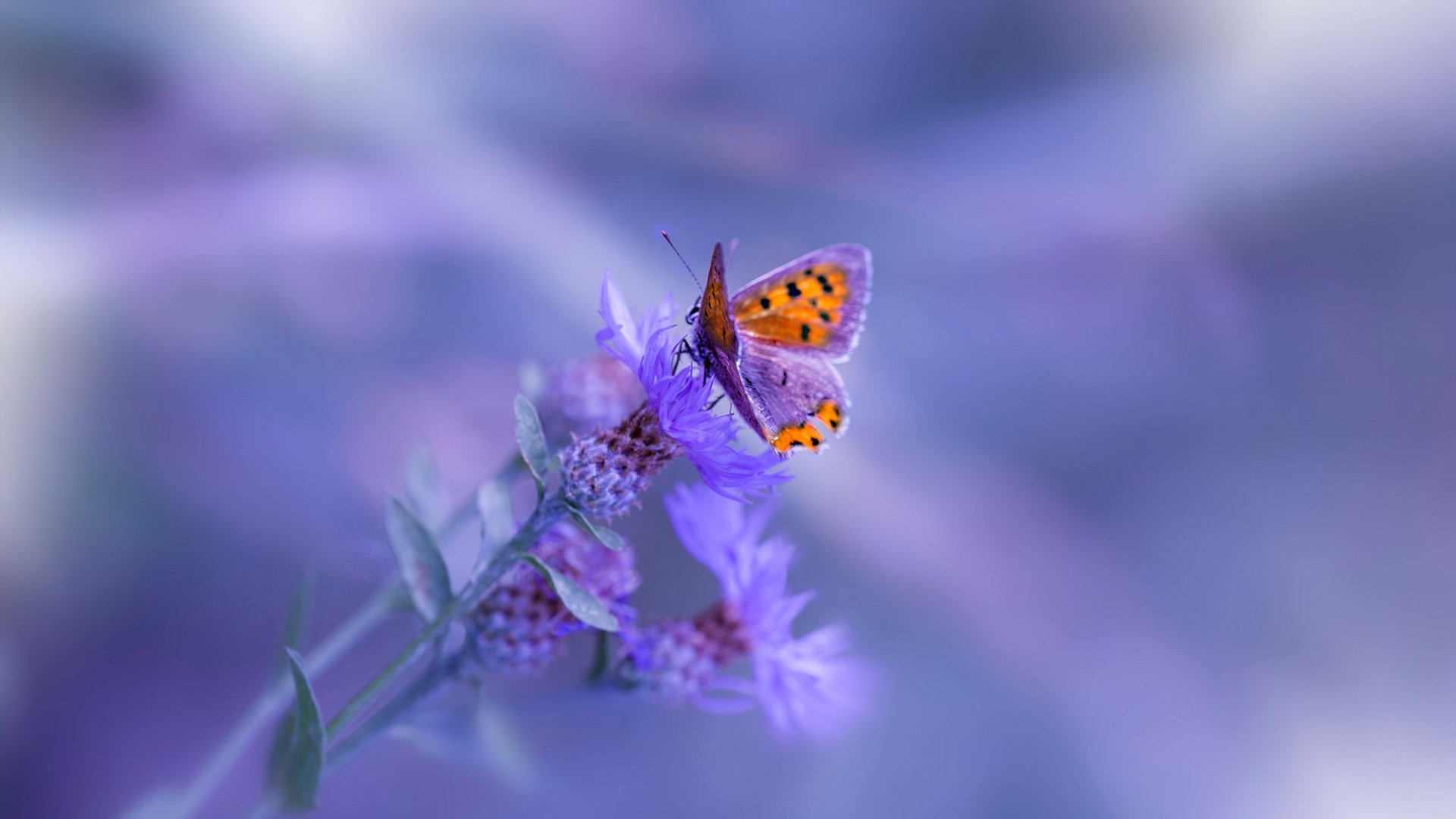 跨界烽烟，广东黑马掀翻汽车城，杜兰特化身破局之剑