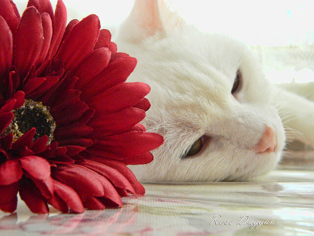 跨界之战，当浙江队的刹车压过凯尔特人，杜兰特在F1弯道接管方向