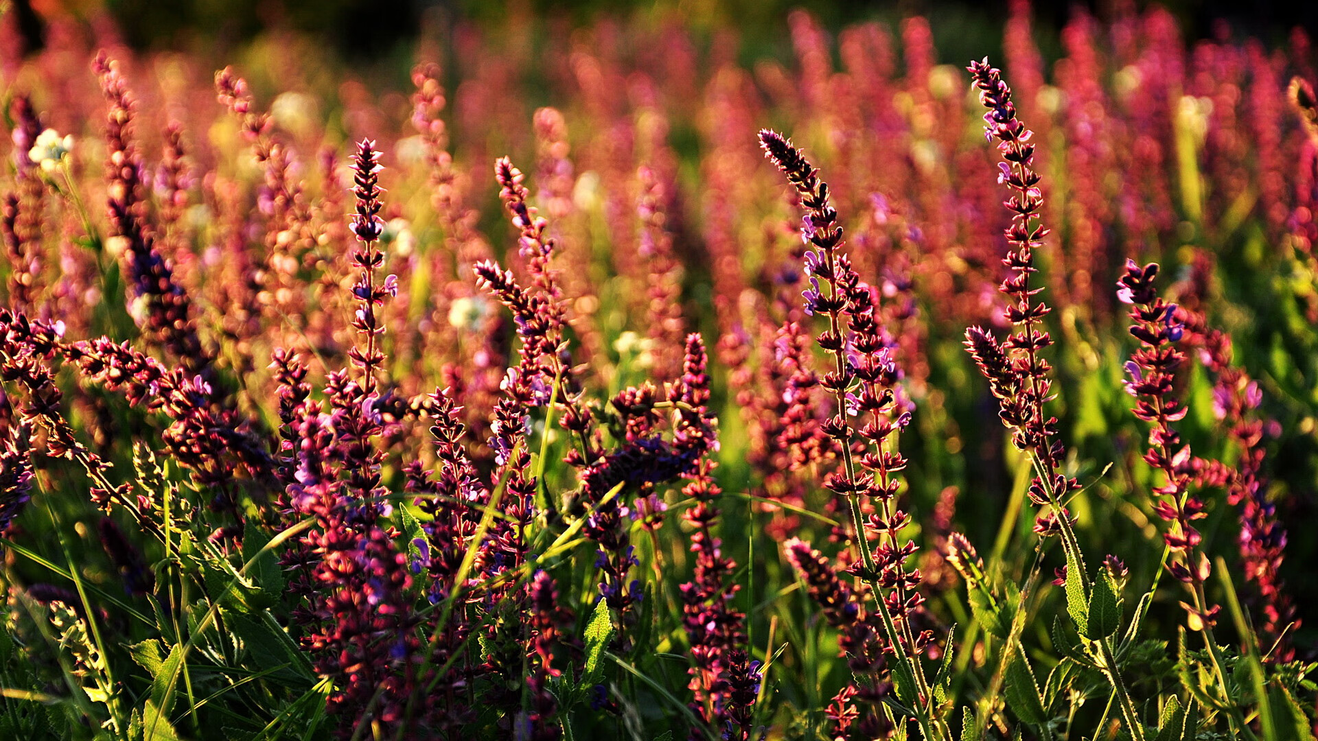 北欧风暴与老将的浪漫—托尼拒绝掉线，挪威送别马赛