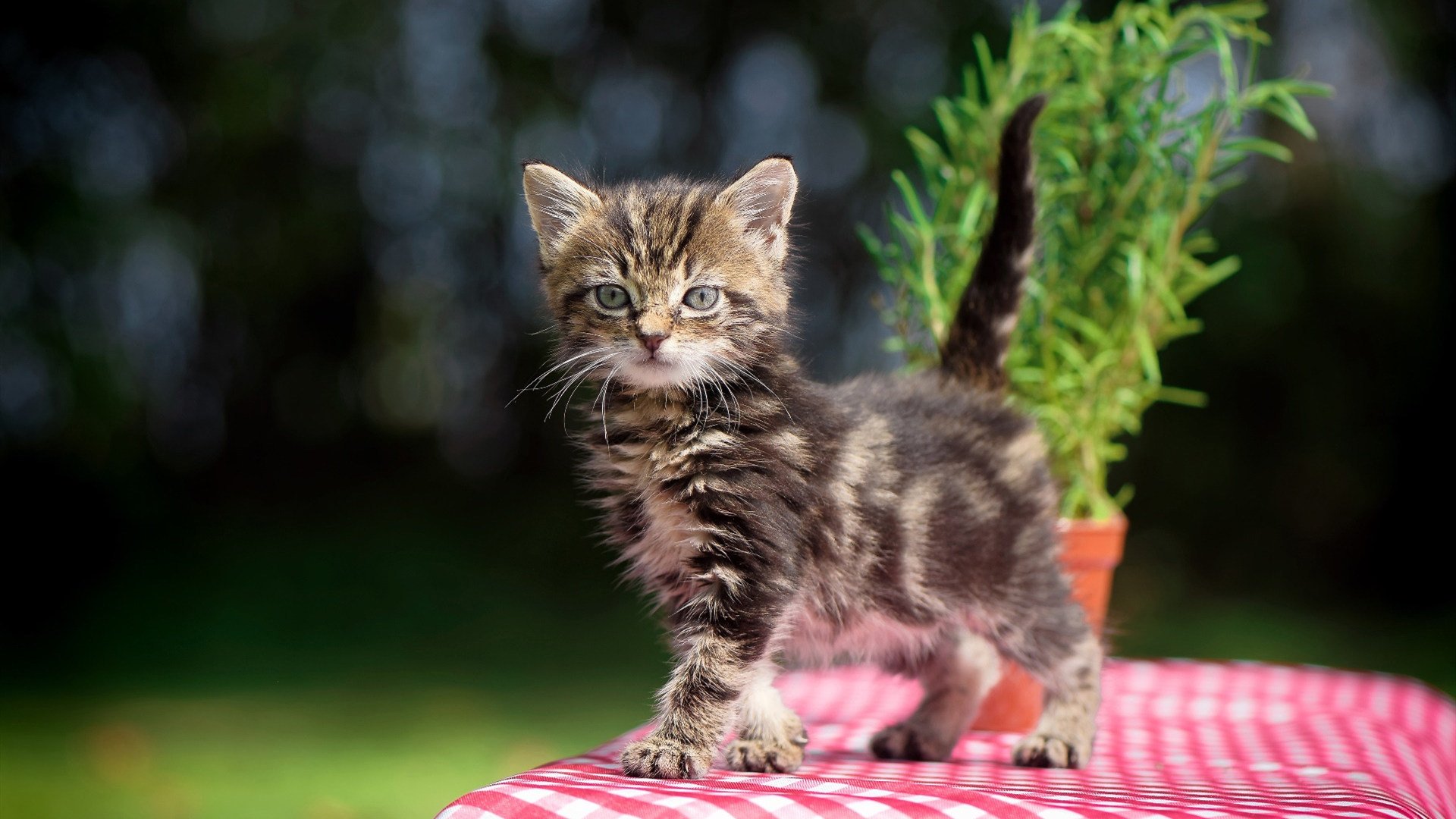 天才与时间，贝林厄姆在伯纳乌淬炼的唯一性答案