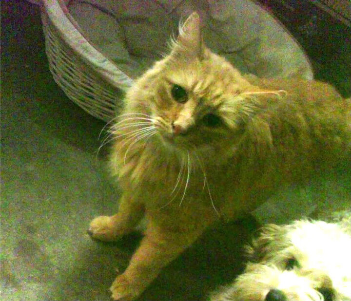 英雄与错位，当弗拉霍维奇为德国队站出来的那个颠覆性瞬间