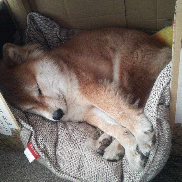 卡拉斯科的舞步，撕裂钢铁防线，尼日利亚强势晋级中的苏格兰悲歌