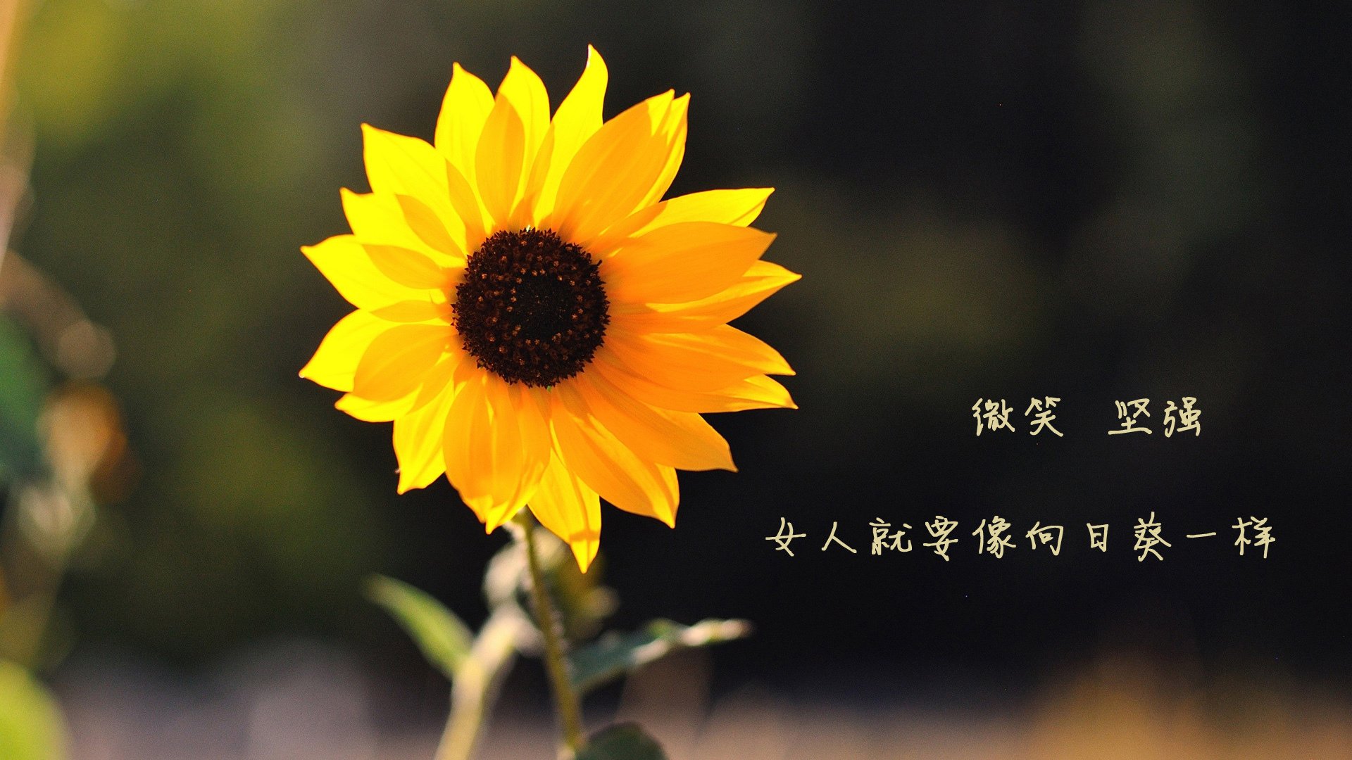 当魔笛奏响最后的探戈，2026世界杯G组，葡萄牙力克厄瓜多尔，传奇永不落幕